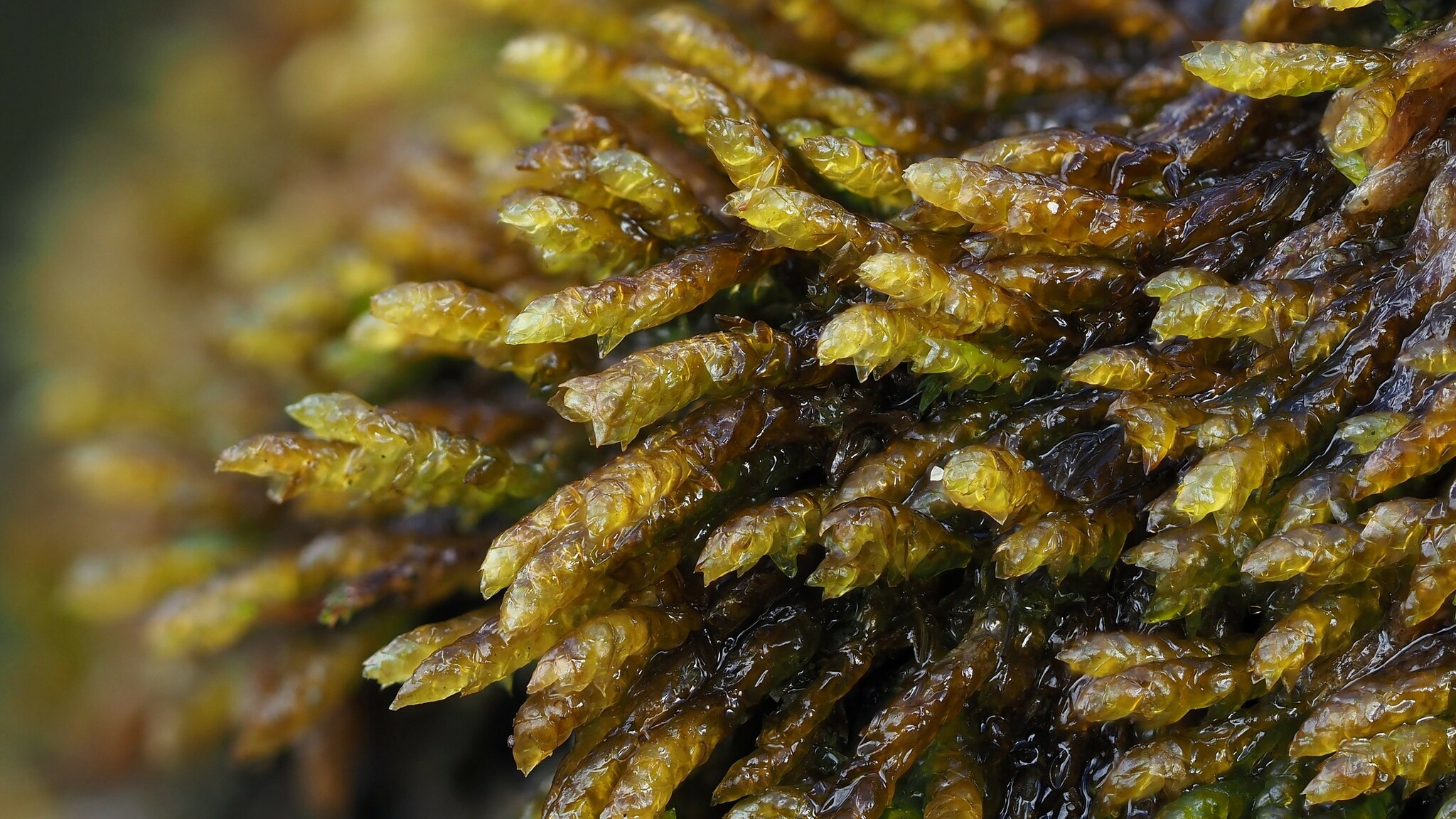 Platyhypnum duriusculum
