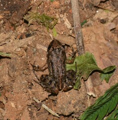 Marbled Tropical Bullfrog photo 2