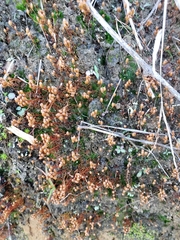 Pogonatum brachyphyllum