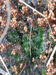 Pogonatum brachyphyllum