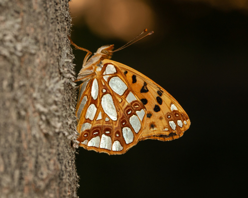Queen of Spain Fritillary, photo 2 of 10