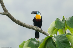 Ramphastos vitellinus