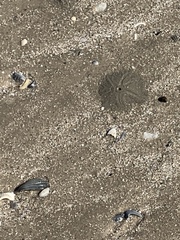 Callichirus islagrande