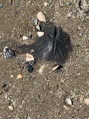 Callichirus islagrande