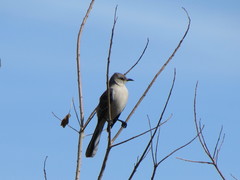 Mimus polyglottos