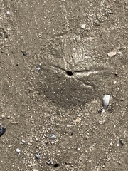 Callichirus islagrande