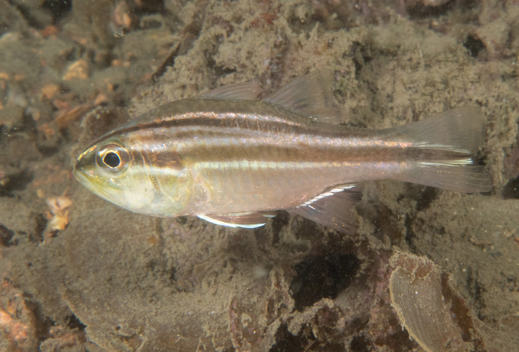 Twostripe Cardinalfish