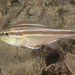 Broad-banded Cardinalfish - Photo (c) Erik Schlogl, some rights reserved (CC BY-NC), uploaded by Erik Schlogl