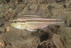 Broad-banded Cardinalfish - Photo (c) Erik Schlögl, some rights reserved (CC BY-NC), uploaded by Erik Schlögl