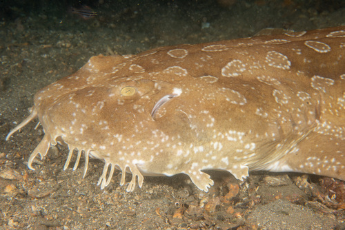 Spotted wobbegong (Orectolobus maculatus) — Orectolobidae — 3