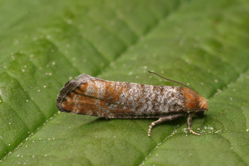 Pine Bud Moth