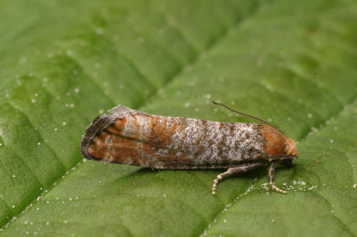 Pine Bud Moth