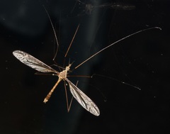 Tipula caloptera