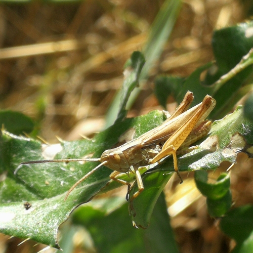 koník bielopásy (Chorthippus albomarginatus)