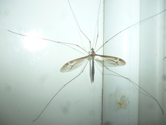 Tipula tricolor