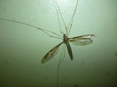 Tipula tricolor