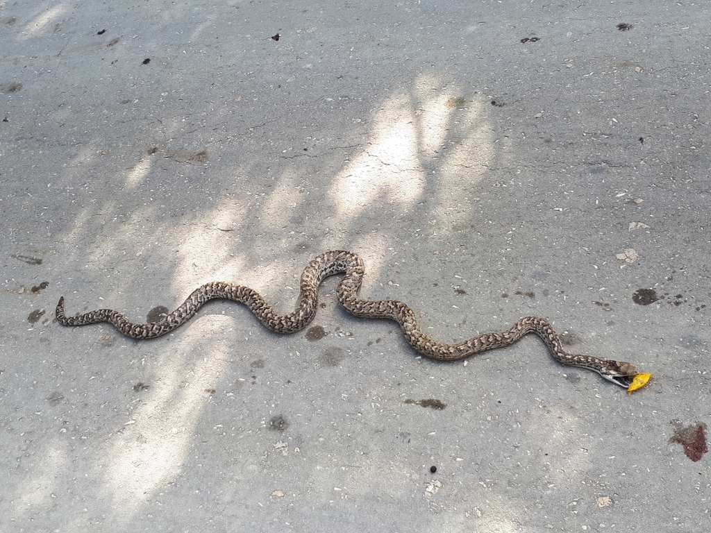 Bahamian Boa