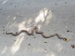 Bahamas Boa photo 1