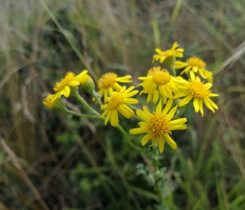 starček Jakubov (Jacobaea vulgaris)