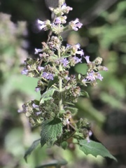 Hyptis pinetorum