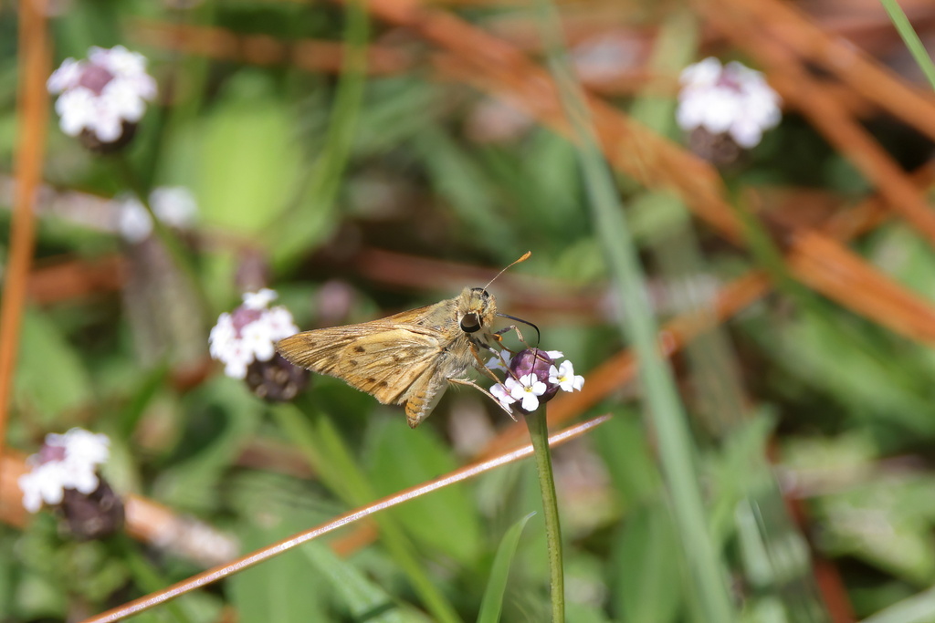 fiery-skipper-from-jackson-county-ms-usa-on-july-14-2023-at-10-10-am