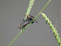 Archytas marmoratus