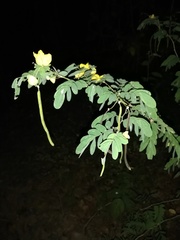 Senna pallida