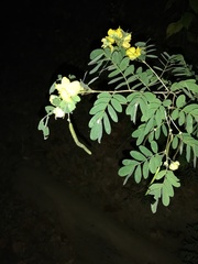 Senna pallida