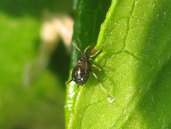 Aphis craccivora