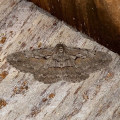 Iridopsis vellivolata