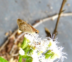 Callimormus saturnus