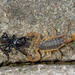 Chinese Scorpion - Photo (c) huangmingpan, some rights reserved (CC BY-NC), uploaded by huangmingpan