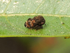 Coccosterphus decoloratus