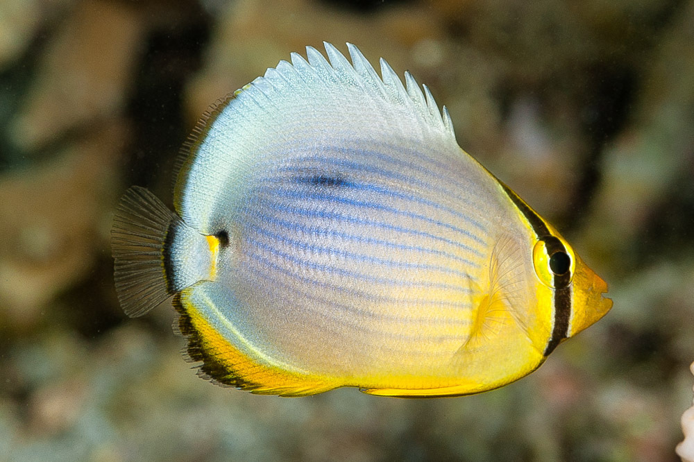 Lineated Butterflyfish
