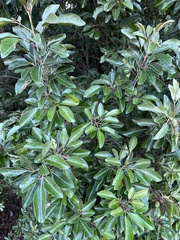 Aglaia elaeagnoidea