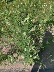 Melilotus albus image