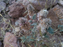 Dalea mollissima