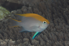 Neoglyphidodon melas