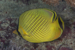 Chaetodon rafflesii