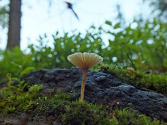 Lichenomphalia umbellifera image