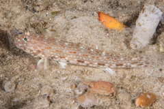 Istigobius decoratus