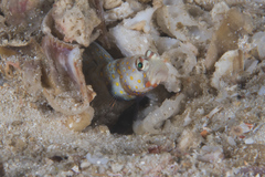 Amblyeleotris guttata