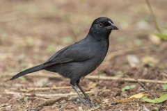 Laniarius funebris