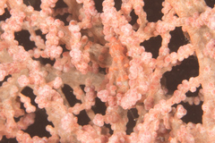 Hippocampus bargibanti