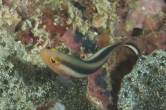 Pseudochromis bitaeniatus