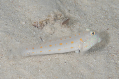 Valenciennea puellaris