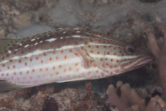 Anyperodon leucogrammicus