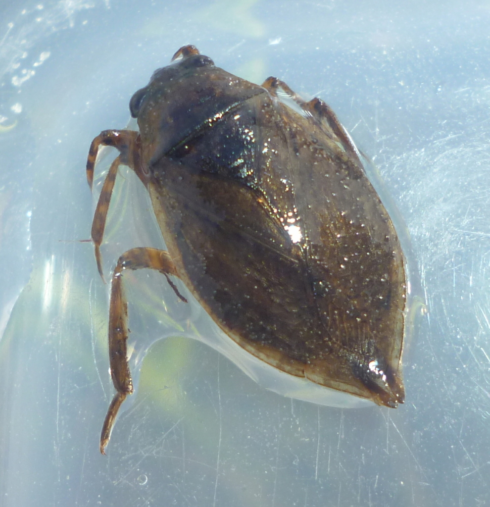 Abedus immaculatus