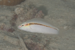 Halichoeres scapularis