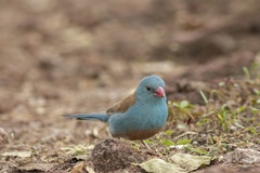 Uraeginthus cyanocephalus